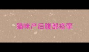 猫咪产后腹部痉挛