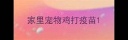 家里宠物鸡打疫苗