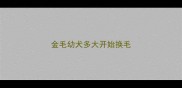 金毛幼犬多大开始换毛