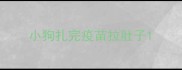 小狗扎完疫苗拉肚子