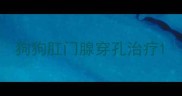 狗狗肛门腺穿孔治疗