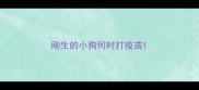 刚生的小狗何时打疫苗