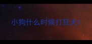 小狗什么时候打狂犬