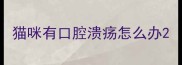 猫咪有口腔溃疡怎么办