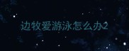 边牧爱游泳怎么办