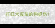 打狂犬疫苗的狗抓伤