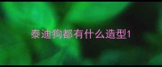 泰迪狗都有什么造型