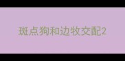 斑点狗和边牧交配