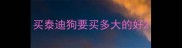 买泰迪狗要买多大的好