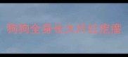 狗狗全身长大片红疙瘩