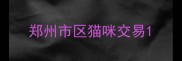 郑州市区猫咪交易