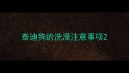 泰迪狗的洗澡注意事项