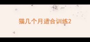 猫几个月适合训练