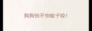 狗狗怕不怕蚊子咬