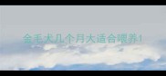 金毛犬几个月大适合喂养