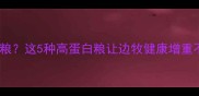 边牧吃了长肉的狗粮这5种高蛋白粮让边牧健康增重不踩坑附选粮攻略
