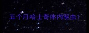 五个月哈士奇体内驱虫