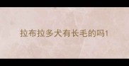 拉布拉多犬有长毛的吗