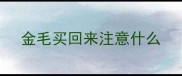 金毛买回来注意什么