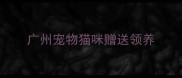 广州宠物猫咪赠送领养