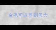金毛可以养到多大