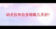幼犬拉布拉多咳嗽几天好