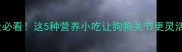 拉布拉多补骨量必看这5种营养小吃让狗狗关节更灵活科学喂养指南