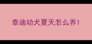 泰迪幼犬夏天怎么养