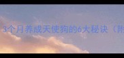哈士奇训练全攻略3个月养成天使狗的6大秘诀附纠正拆家乱叫视频