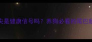 小狗白尾巴尖是健康信号吗养狗必看的尾巴颜色养护指南