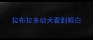 拉布拉多幼犬看到眼白