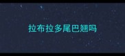 拉布拉多尾巴翘吗