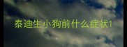 泰迪生小狗前什么症状
