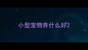 小型宠物养什么好
