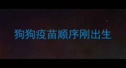 狗狗疫苗顺序刚出生