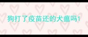 狗打了疫苗还的犬瘟吗