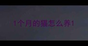 1个月的猫怎么养