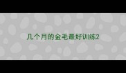 几个月的金毛最好训练