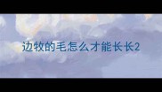 边牧的毛怎么才能长长