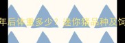 宠物猪成年后体重多少迷你猪品种及饲养全攻略