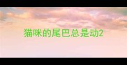 猫咪的尾巴总是动