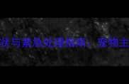 猫咪肠套叠的5大症状与紧急处理指南宠物主人必读的保命知识