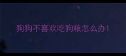 狗狗不喜欢吃狗粮怎么办
