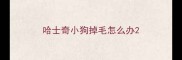哈士奇小狗掉毛怎么办