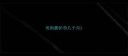 母狗要怀孕几个月