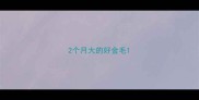 2个月大的好金毛
