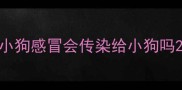 小狗感冒会传染给小狗吗