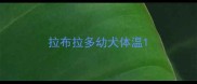 拉布拉多幼犬体温