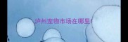 泸州宠物市场在哪里