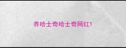 养哈士奇哈士奇网红